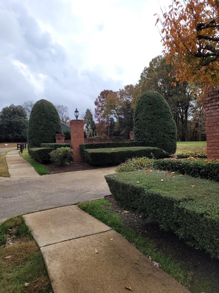Well-maintained formal hedges and shaped topiary shrubs lining a brick entrance with clean walkways at a residential property in Chattanooga.