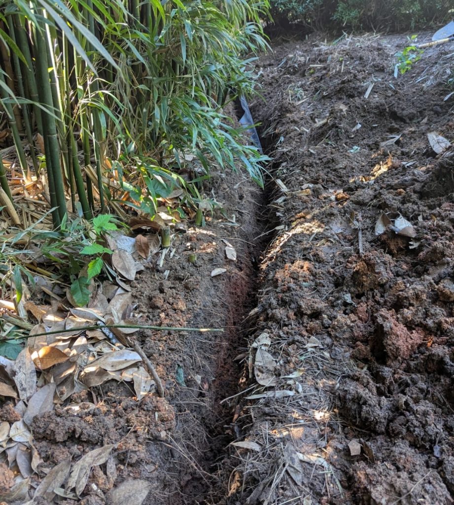 A trench dug next to a patch of bamboo.