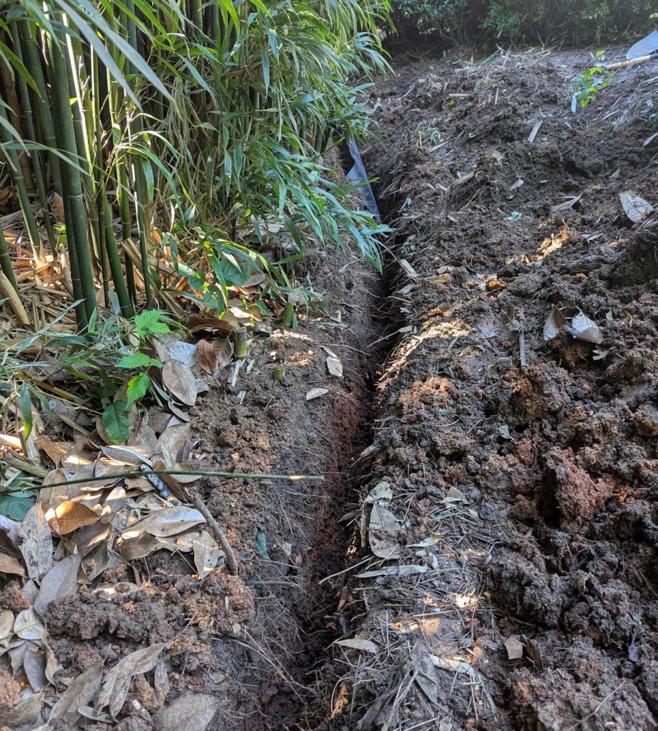 A trench dug next to a patch of bamboo.
