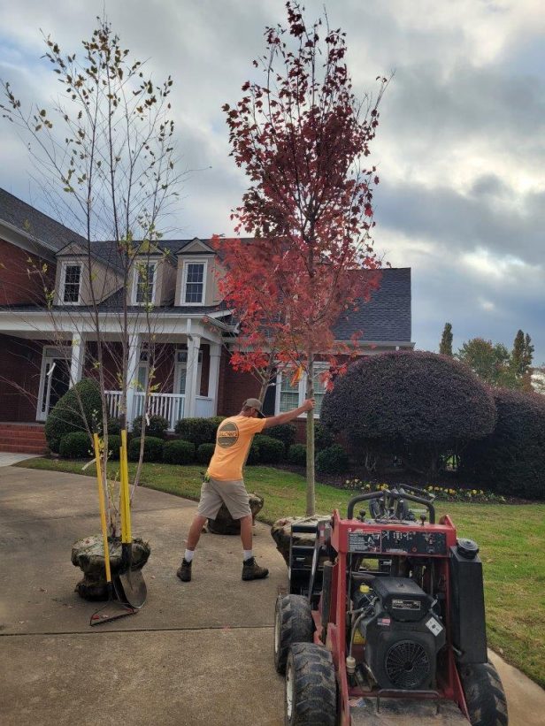 Man in orange shirt planting a maple tree with red leaves a brick house can be seen behind him and a mini skid steer in front of him
