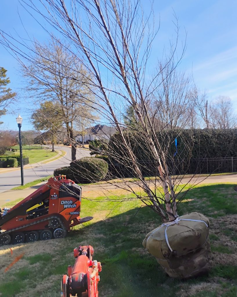 **Alt text:** A balled-and-burlapped tree sits on a residential lawn, secured with white straps around its root ball. A red Ditch Witch skid steer is parked nearby, indicating recent landscaping work. The setting is a suburban neighborhood with a curved street, trimmed hedges, and houses in the background under a clear blue sky.