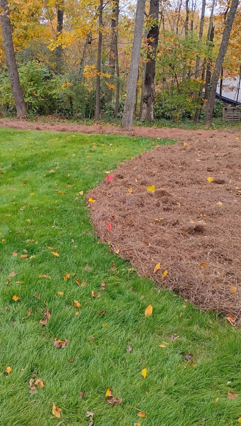 Lush green grass with carefully edged pine straw. Yellow autumn leaves can be seen in the background.