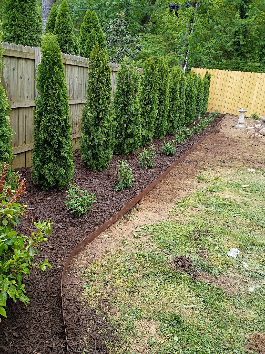 Privacy trees along a freshly installed wooden fence in the Stuart Heights area of Chattanooga.