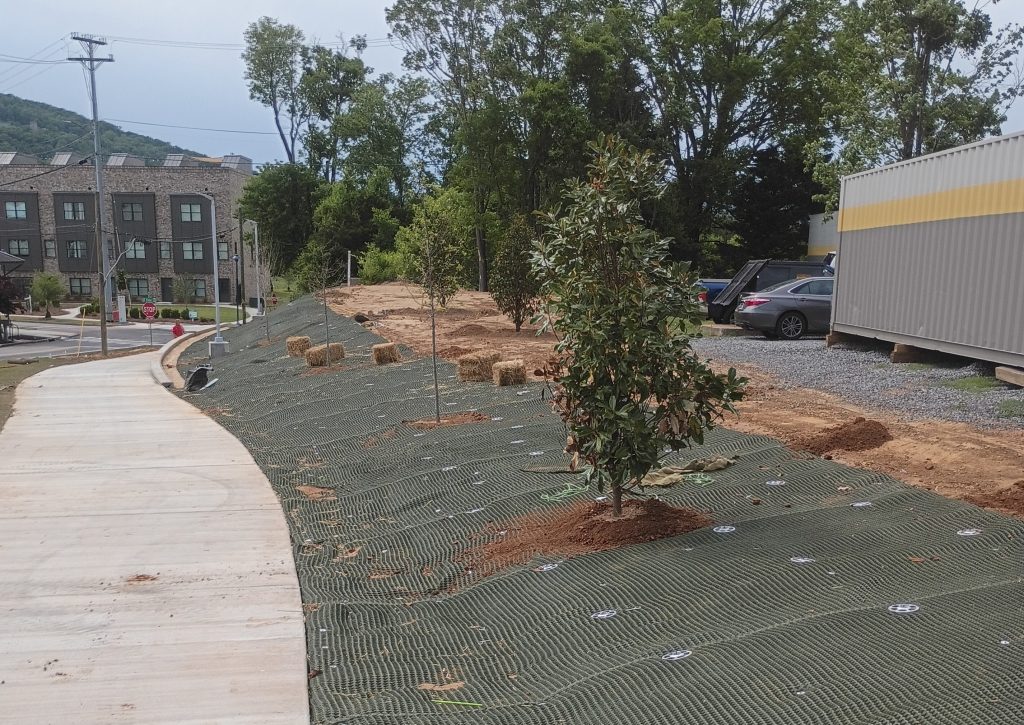 Newly planted trees on a landscaped slope in Chattanooga with erosion control matting in place