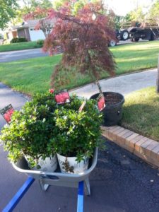 lawn flowers and planting