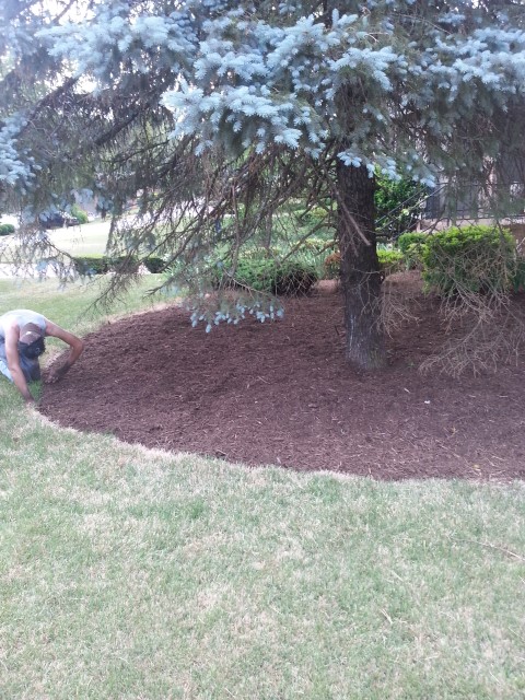 shrubs and mulching services