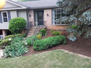 shrubs and mulching company