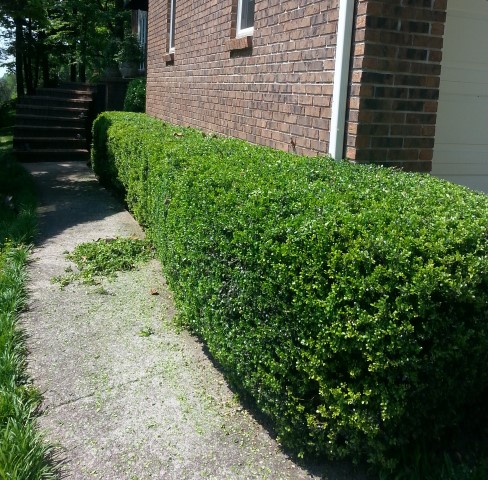 shrub-pruning-chattanooga