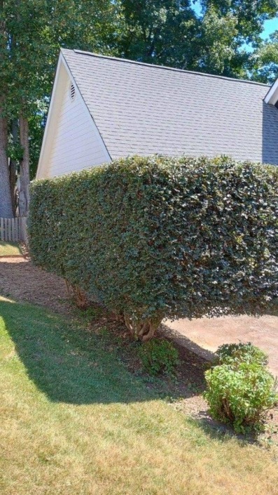 Galloways lawn service Chattanooga Shrub trimming Soddy daisy