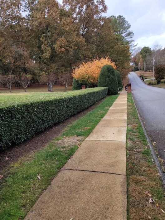 Hedge trimming in Chattanooga Galloways lawn service