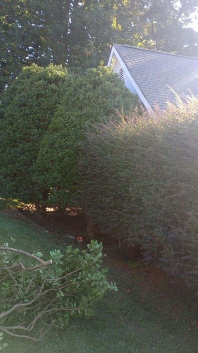 Holly tree removal in Chattanooga Galloways lawn service