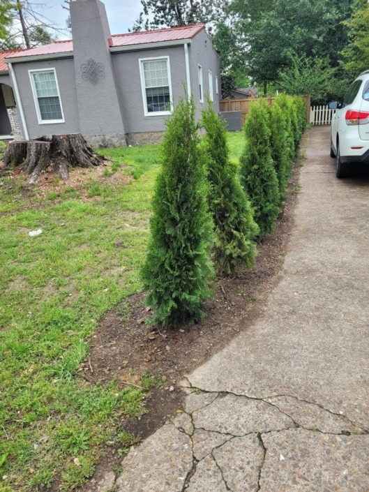 Privacy trees Chattanooga Galloways lawn service