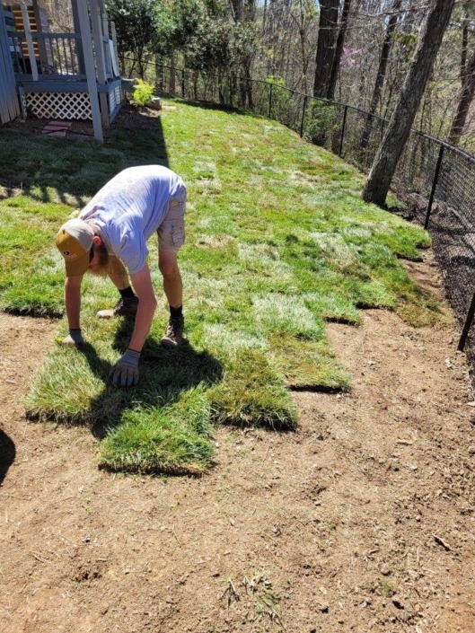Tall fescue sod in Chattanooga Galloways service landscaper in chattanooga