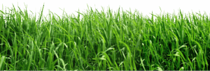 Grass PNG Clipart Picture