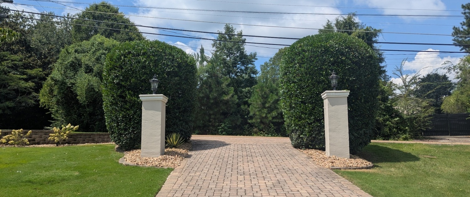 Two large shrubs freshly trimmed on a bright sunny day in Signal Mountain Tennessee.