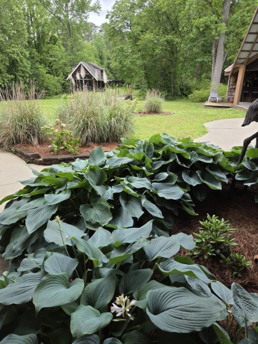 Lush green hostas with broad leaves and white blooms planted beside a patio, with ornamental grasses, a rustic wooden shed, and tall trees in the background of a landscaped Chattanooga yard.