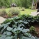 Lush green hostas with broad leaves and white blooms planted beside a patio, with ornamental grasses, a rustic wooden shed, and tall trees in the background of a landscaped Chattanooga yard.