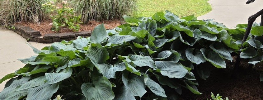 Lush green hostas with broad leaves and white blooms planted beside a patio, with ornamental grasses, a rustic wooden shed, and tall trees in the background of a landscaped Chattanooga yard.