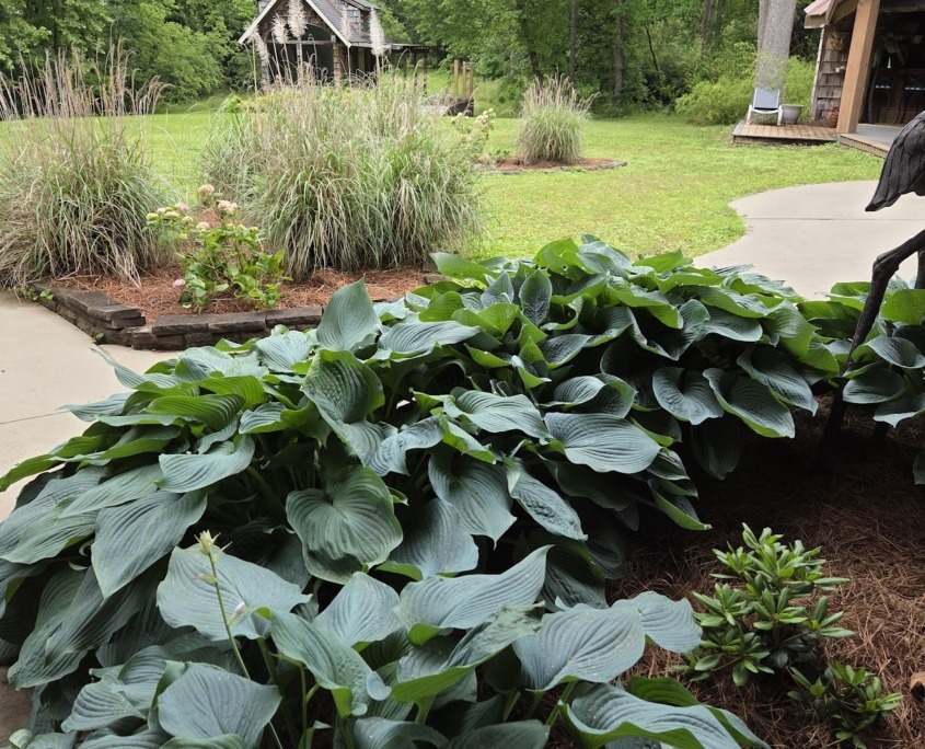 Hosta Garden Lush green hostas with broad leaves and white blooms planted beside a patio, with ornamental grasses, a rustic wooden shed, and tall trees in the background of a landscaped Chattanooga yard.