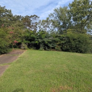 Before brush cleanup in Harrison TN – yard completely overgrown with brush and vegetation.
