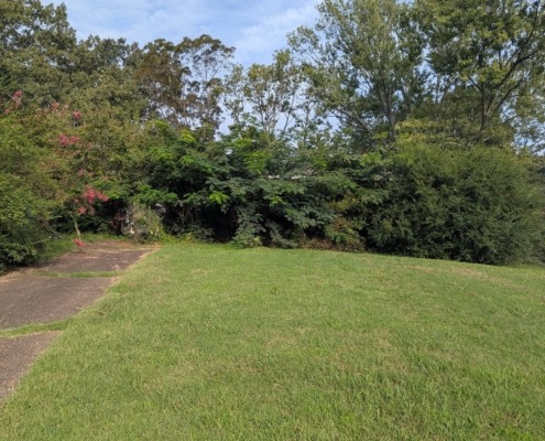 This image shows the brush and overgrowth before picture at a job Shawn and his crew completed over in Harrison.