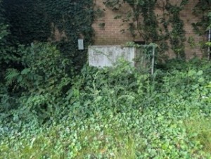 This image shows an HVAC with overgrowth before brush removal.