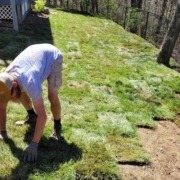 Tall Fescue Sod in Chattanooga: Pros and Cons for Shady Lawns 2 A member of The Galloway Team installs tall fescue sod.