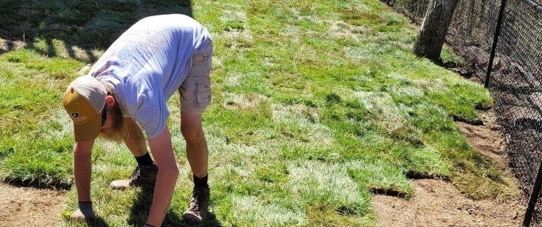 A member of The Galloway Team installs tall fescue sod.