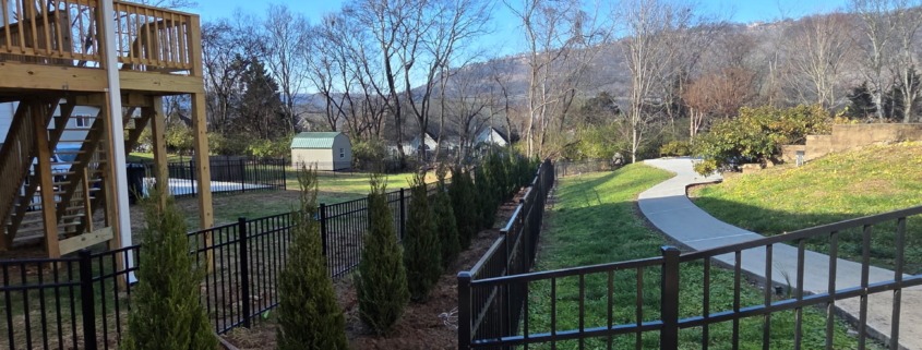 Planting Spartan Junipers in Chattanooga: A Reliable Choice for Privacy Screening 1 4013292493555088085